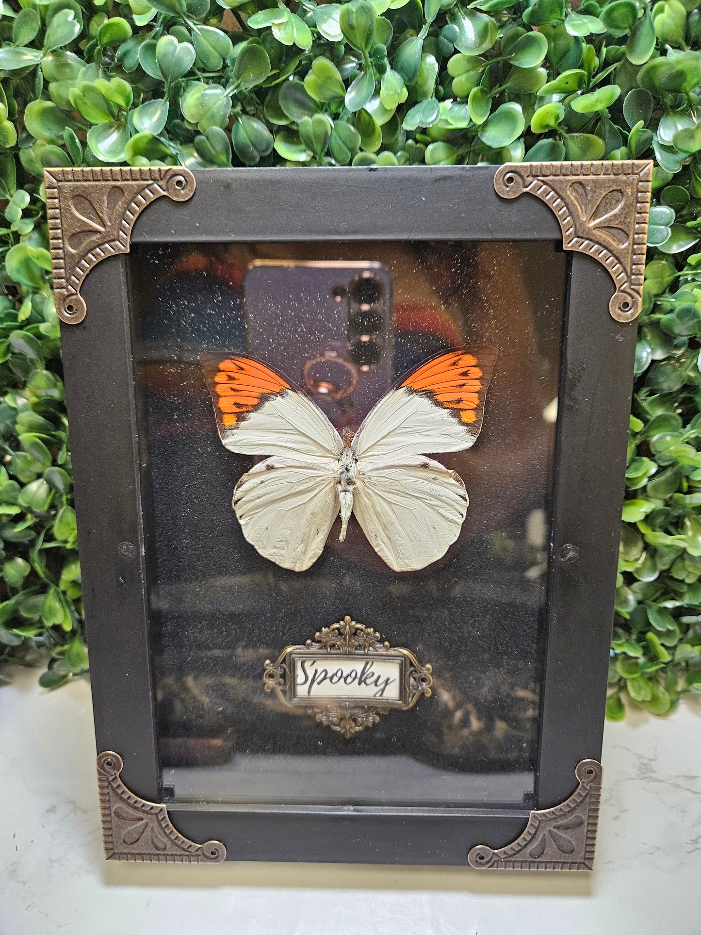 SPOOKY Black framed black glitter orange & white framed butterfly