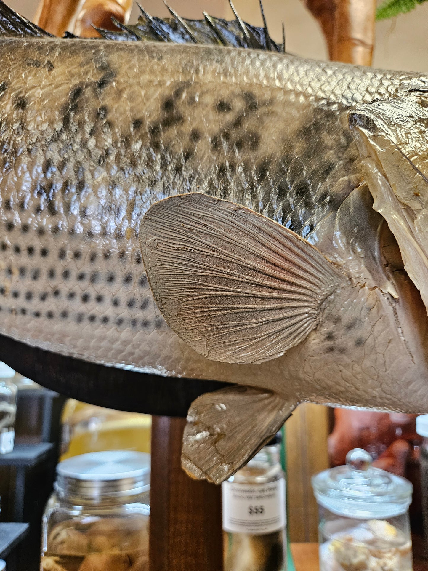 Vintage Taxidermy open mouth bass - hunting - lodge - Oddities