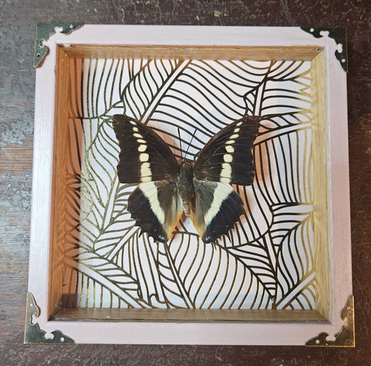 Small square pink framed butterfly