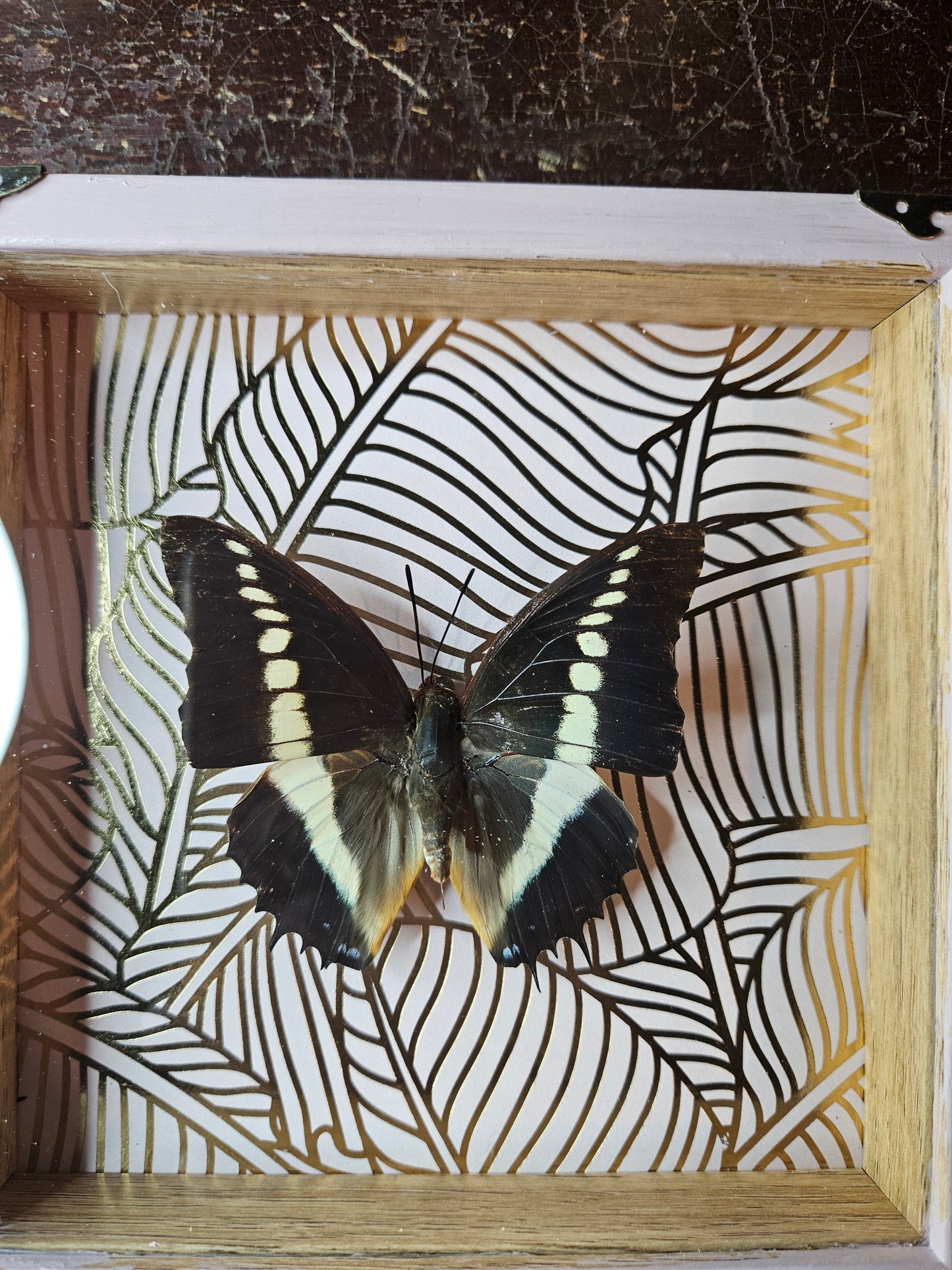 Small square pink framed butterfly