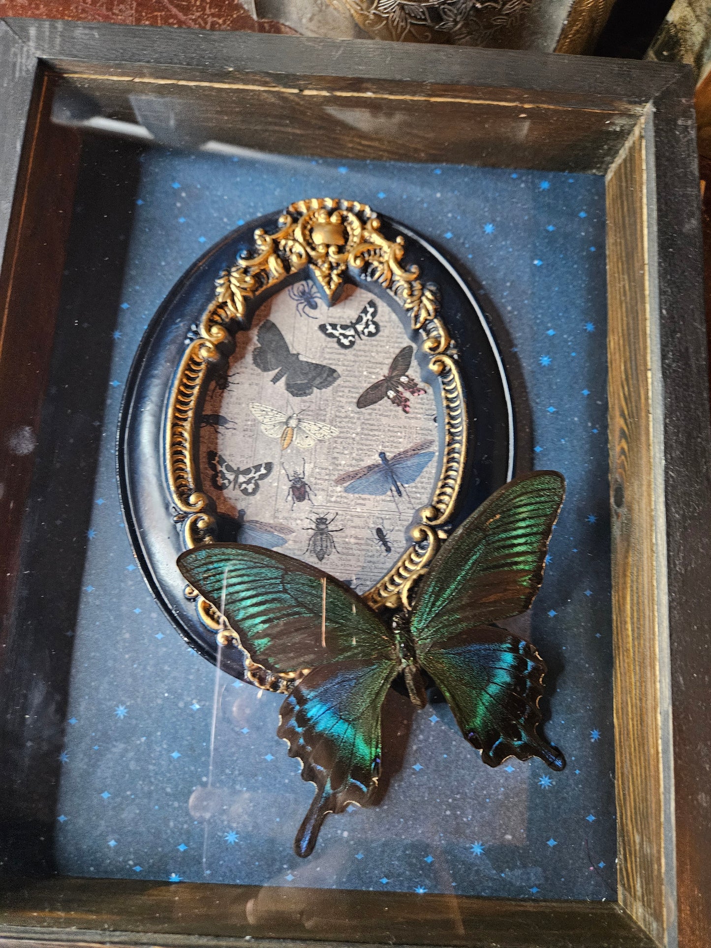 Moonlight framed butterfly & moth box