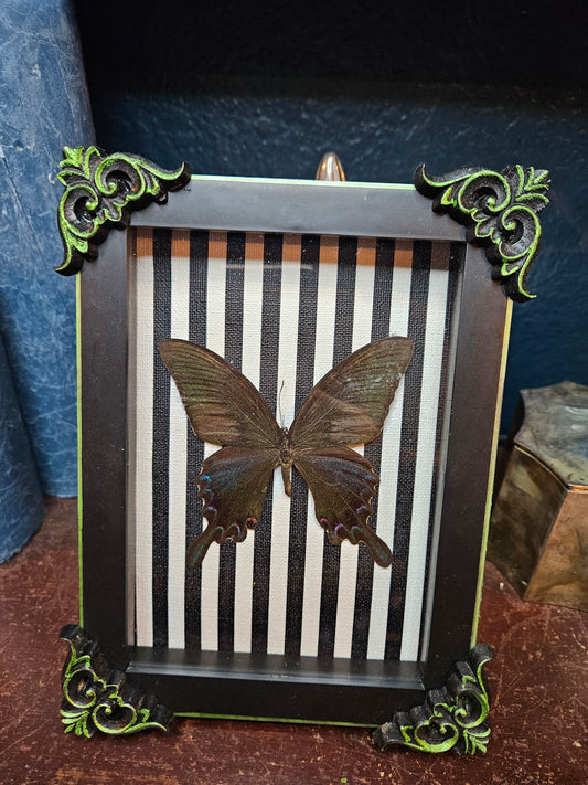 Green trik & black & white stripes butterfly frame