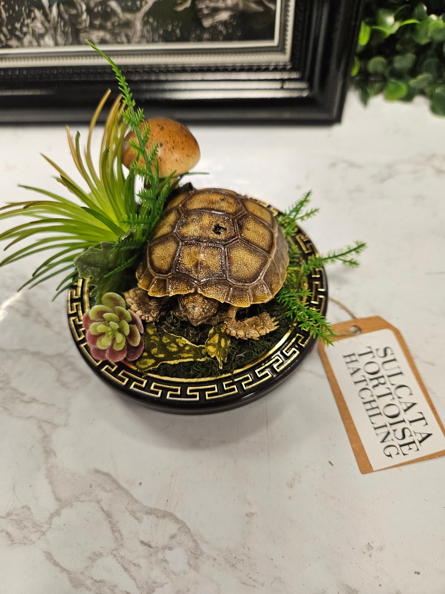 Sulcata tortoise hatchling