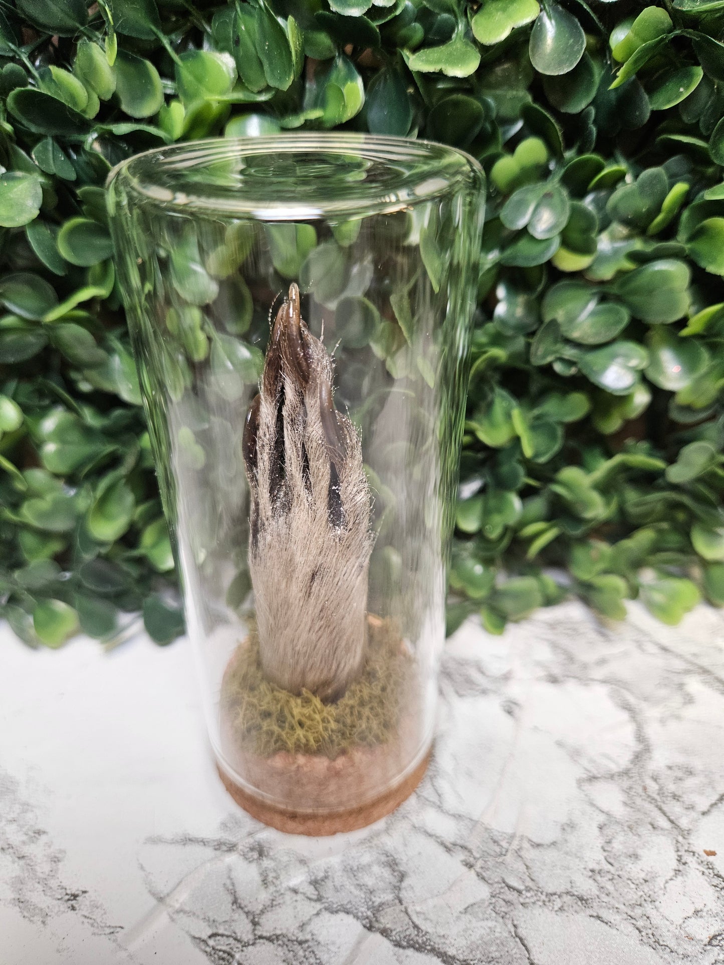 Raccoon paw jar