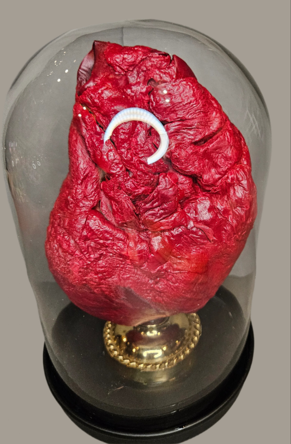 Red mummified cow heart cloche