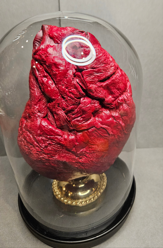 Red mummified cow heart cloche