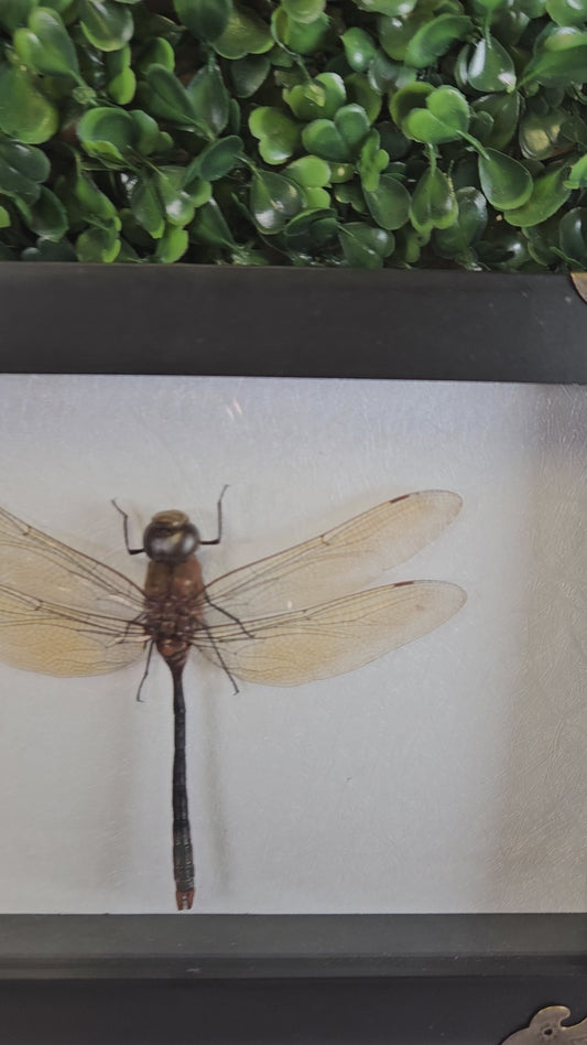 Framed EMPEROR DRAGONFLY