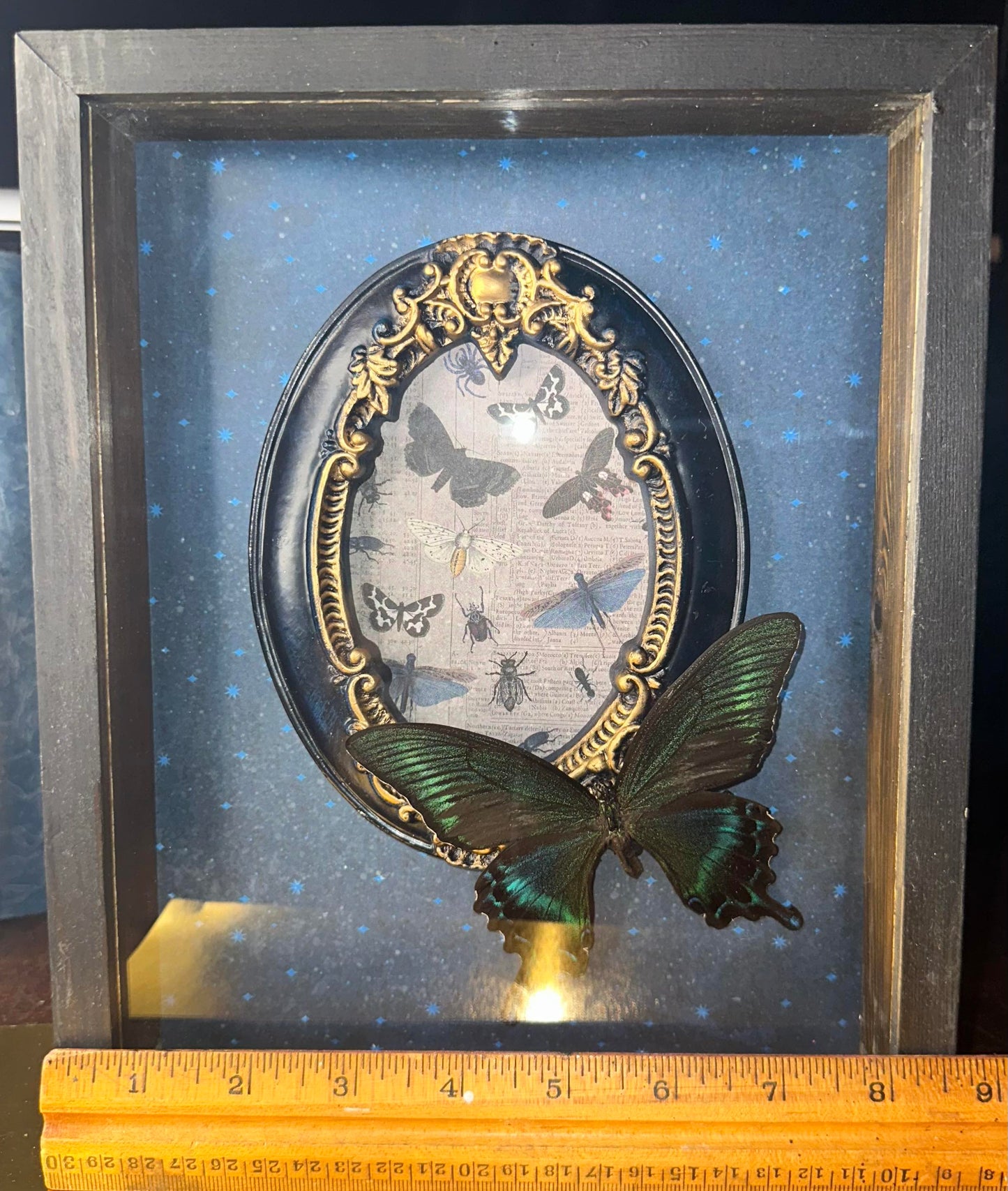 Moonlight framed butterfly & moth box