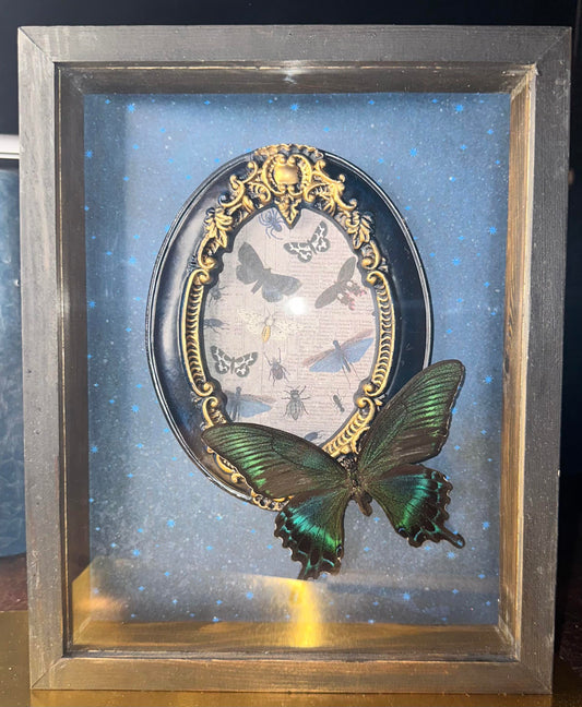Moonlight framed butterfly & moth box