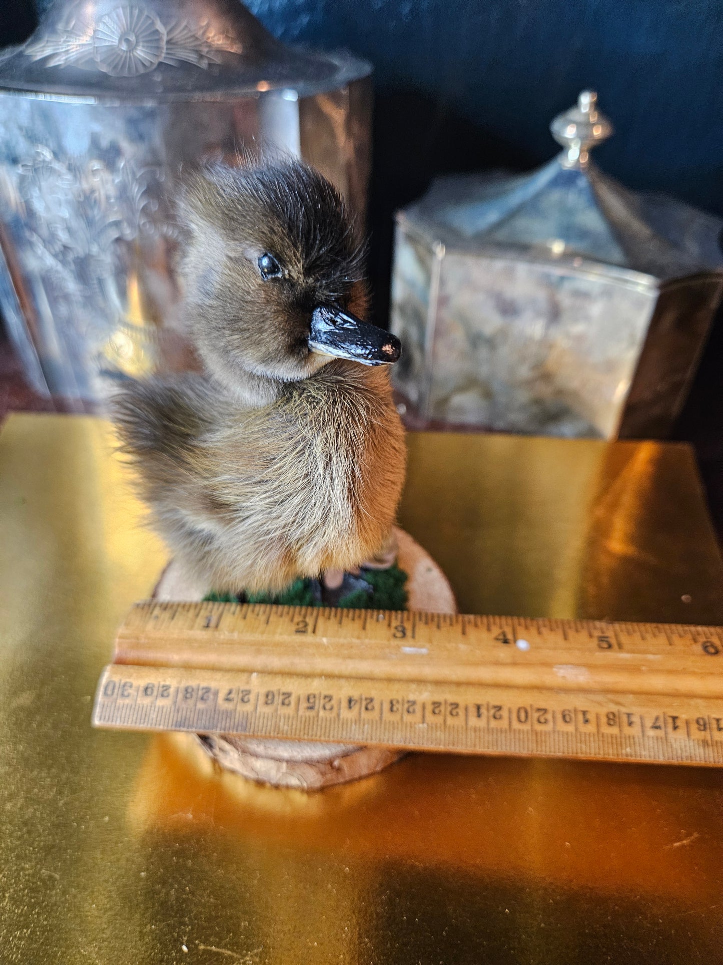 Purple flower taxidermy black duckling