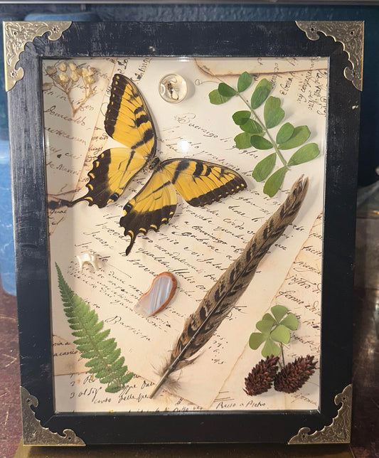 Collections butterfly frame display Yellow