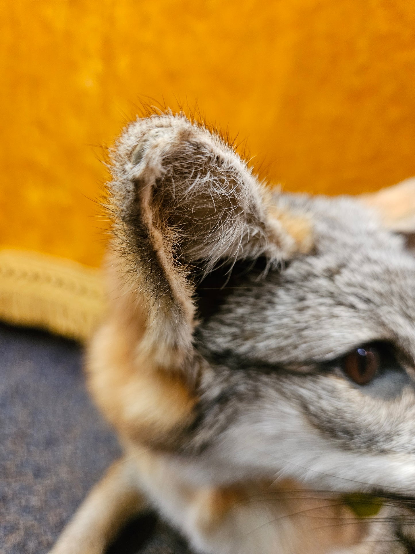 Taxidermy  Gray Fox laying