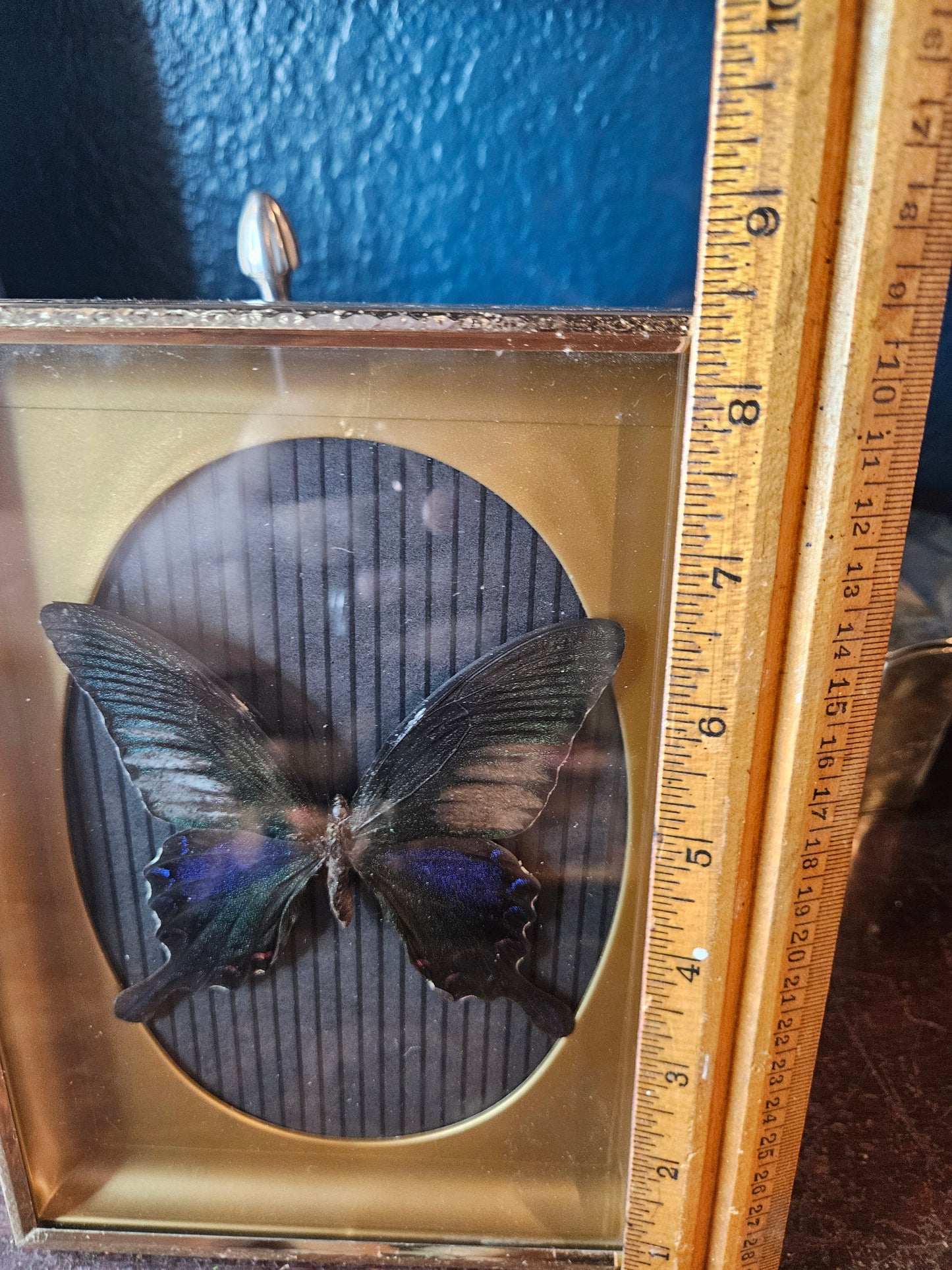 Black stripes vintage butterfly frame