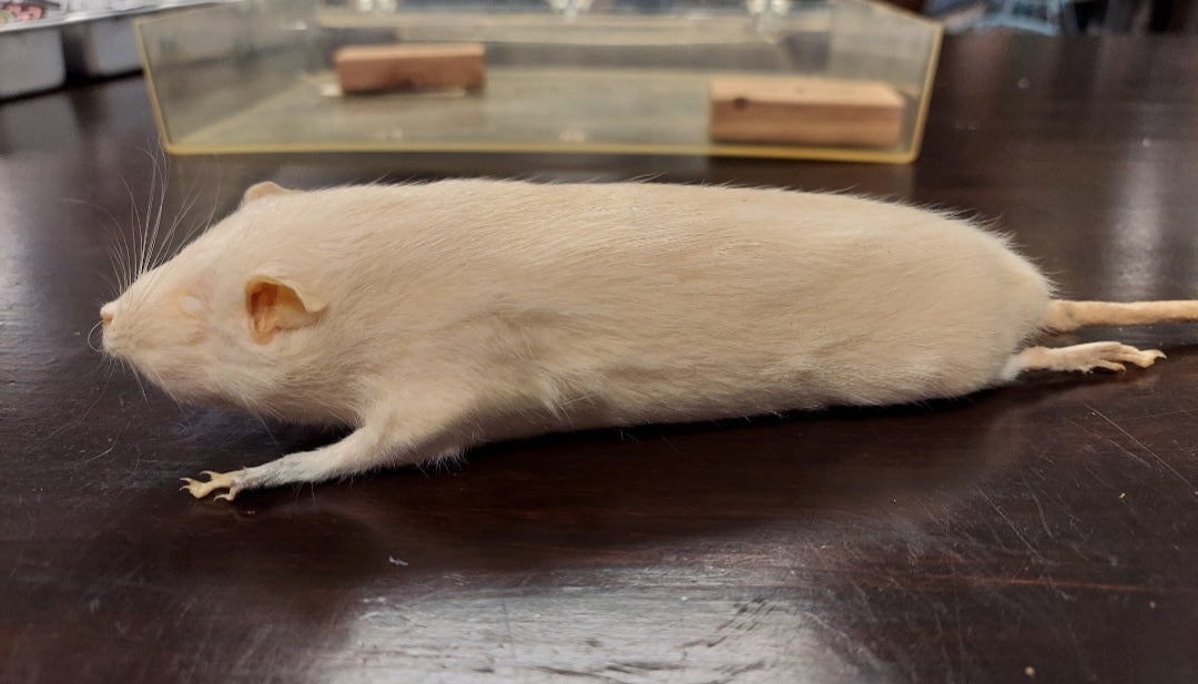 Vintage Taxidermy white mouse - rat - Natural history museum of Dallas 1950s