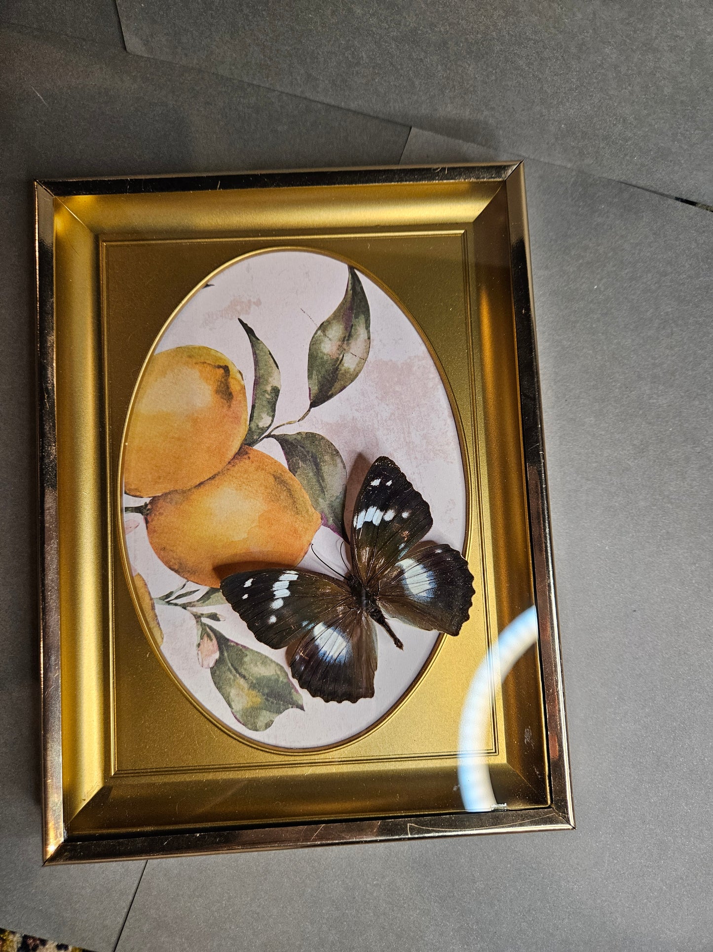 LEMON FRAMED BUTTERFLY