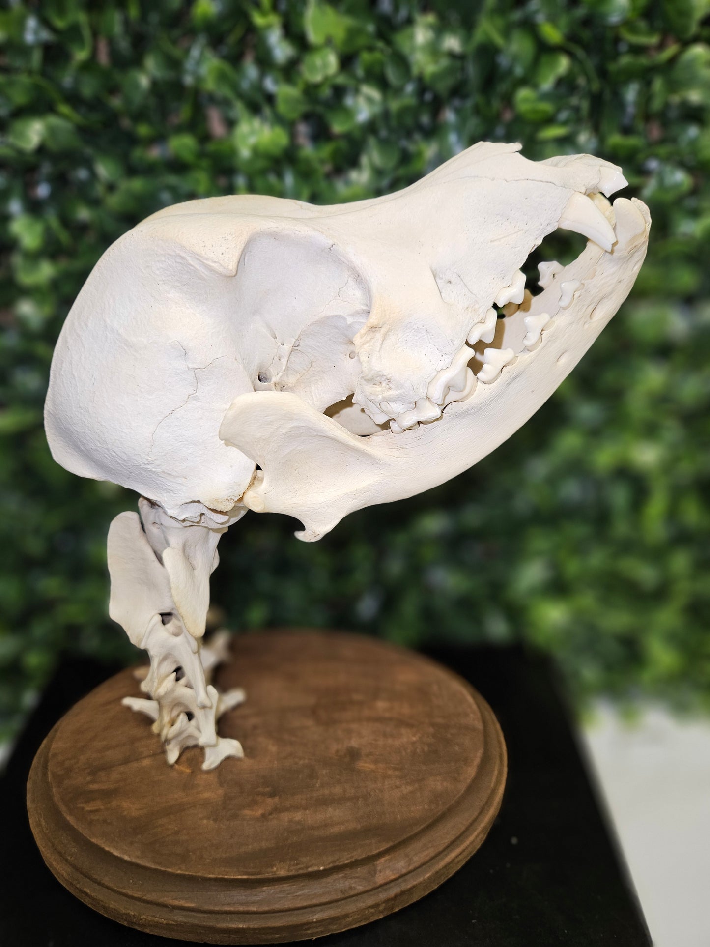 Domestic dog skull & neck wall mount