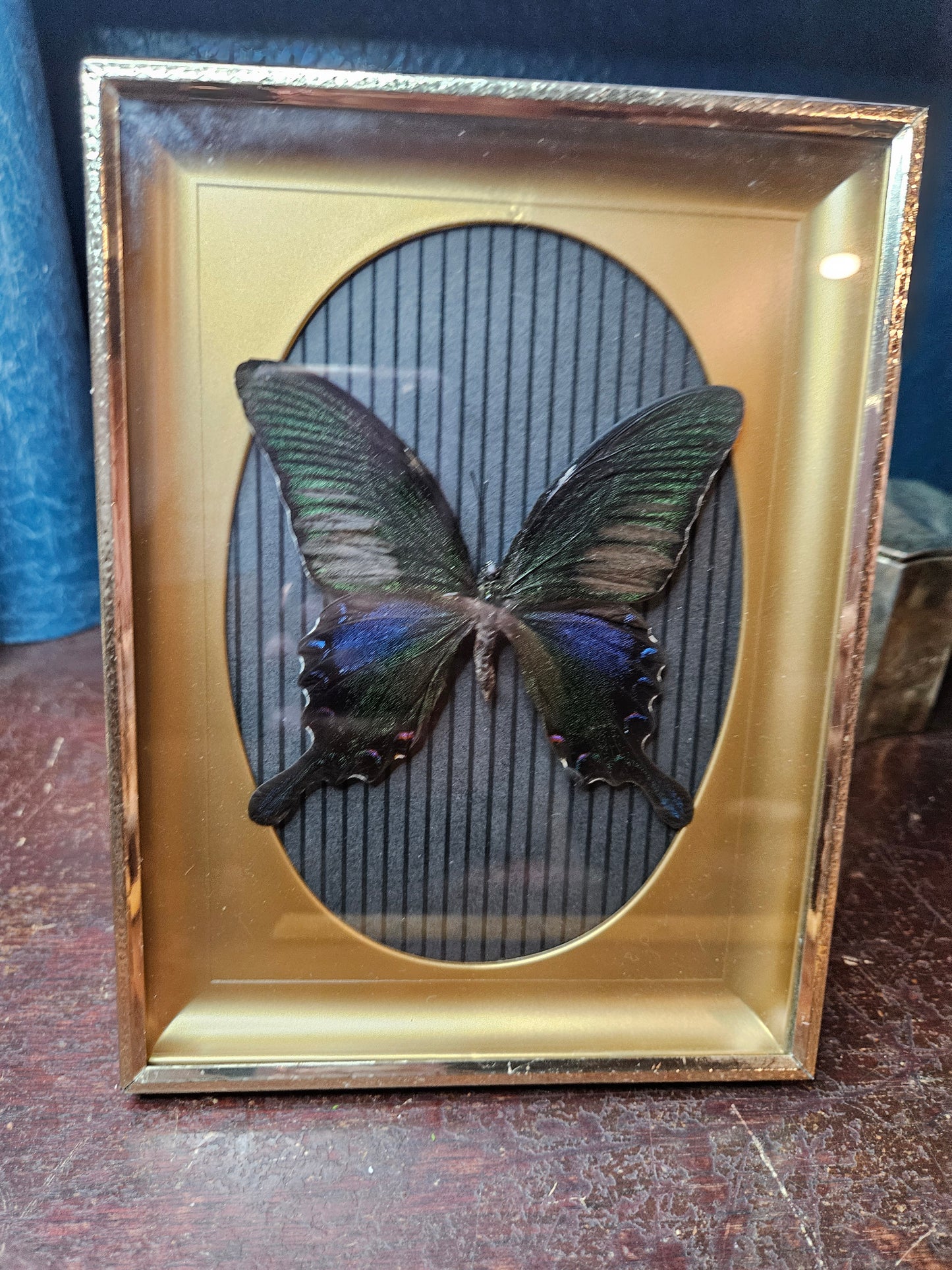 Black stripes vintage butterfly frame