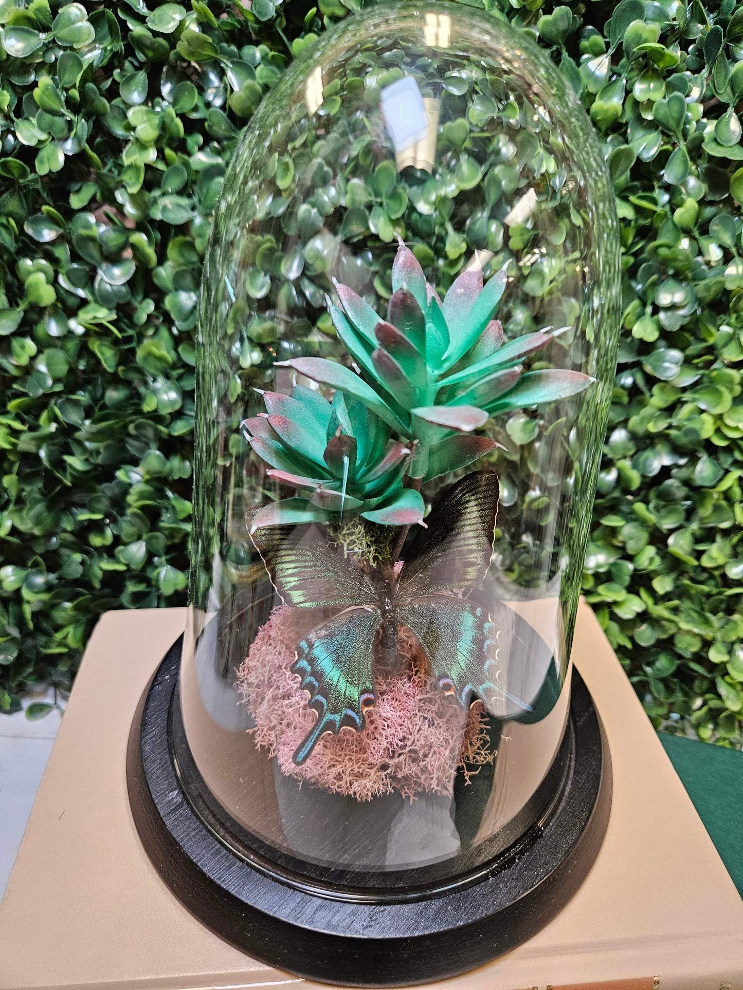 Pink & green succulent cloche