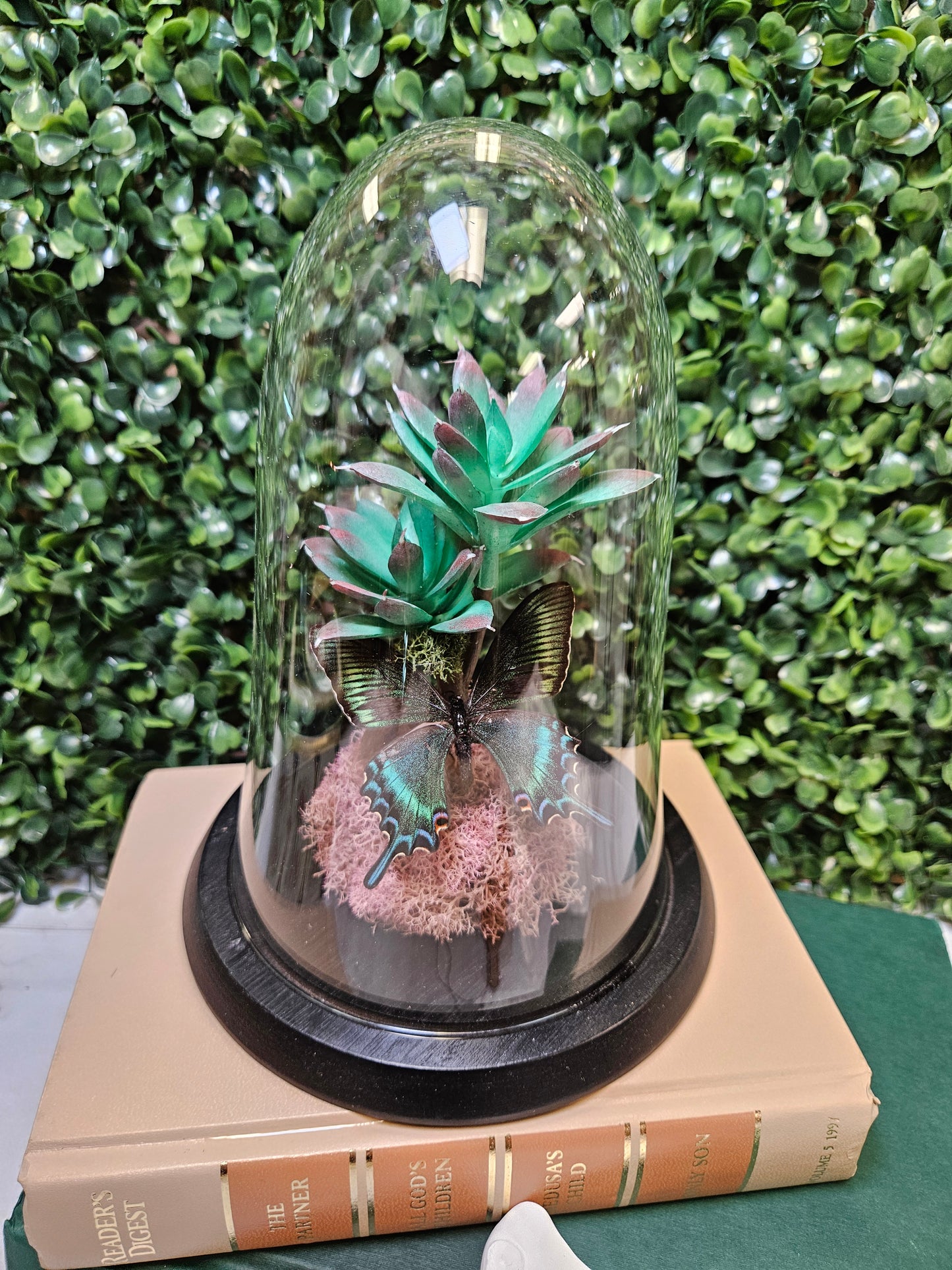 Pink & green succulent cloche