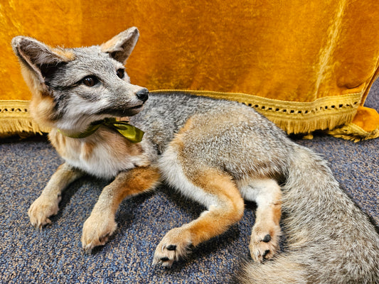 Taxidermy  Gray Fox laying