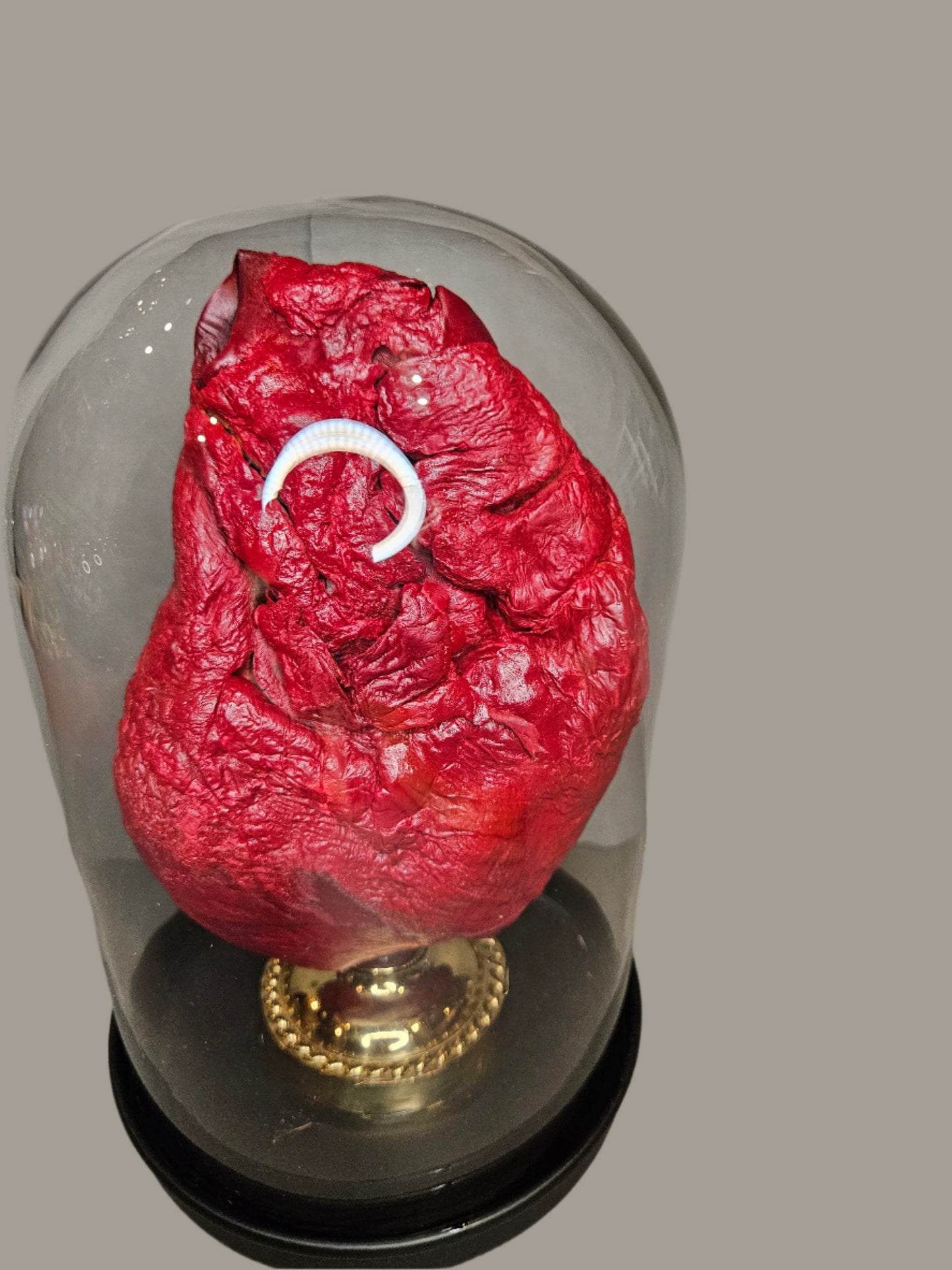 Red mummified cow heart cloche