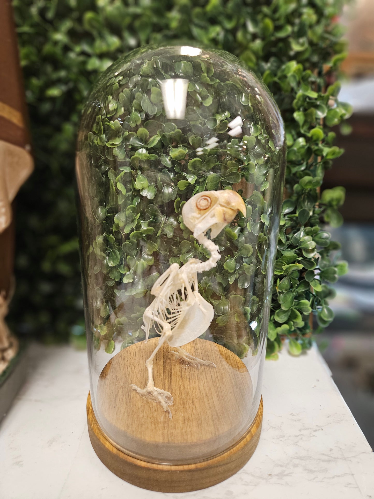 Articulated Parrot skeleton in glass cloche