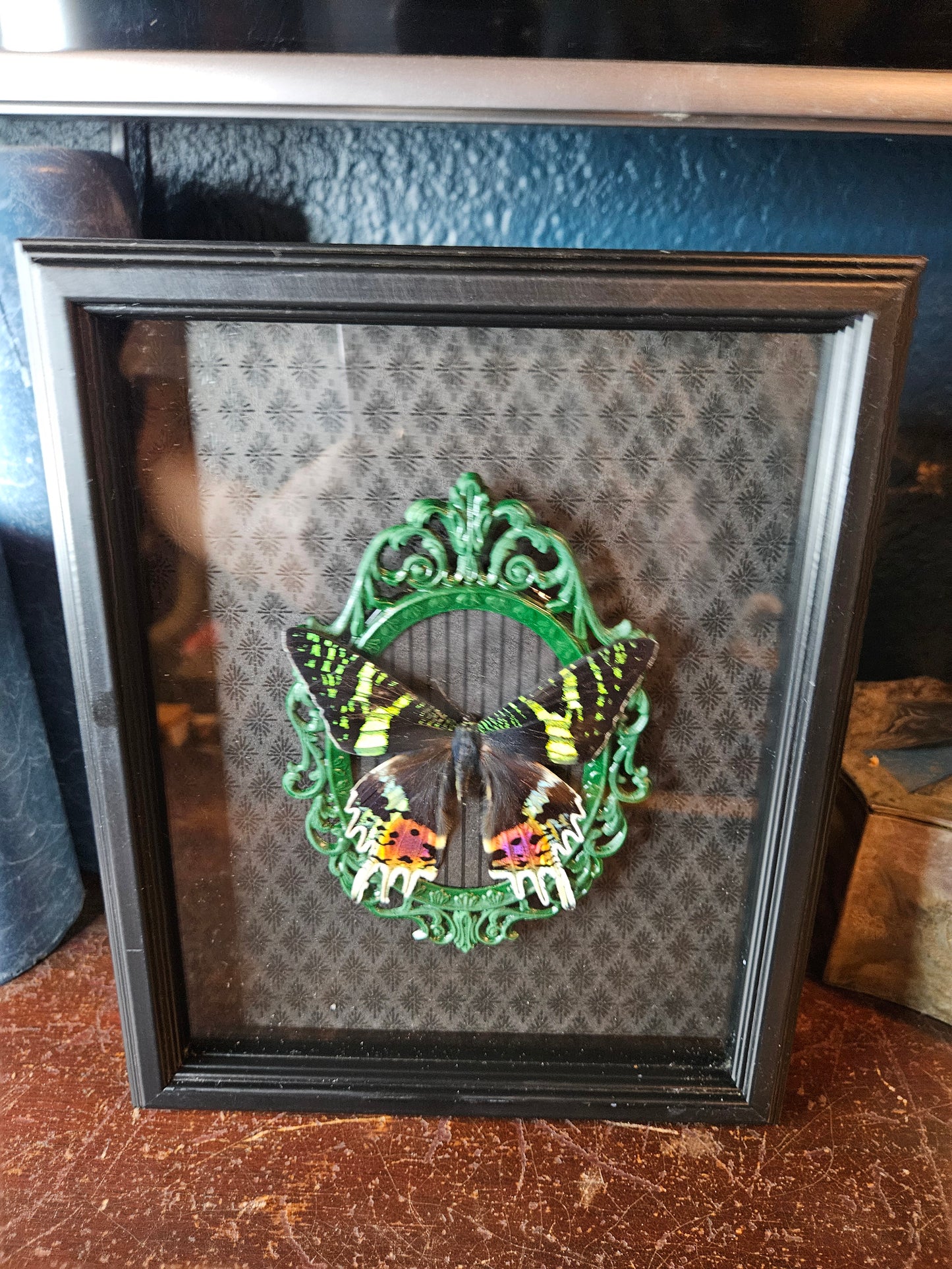 Double framed green & black Sunset moth