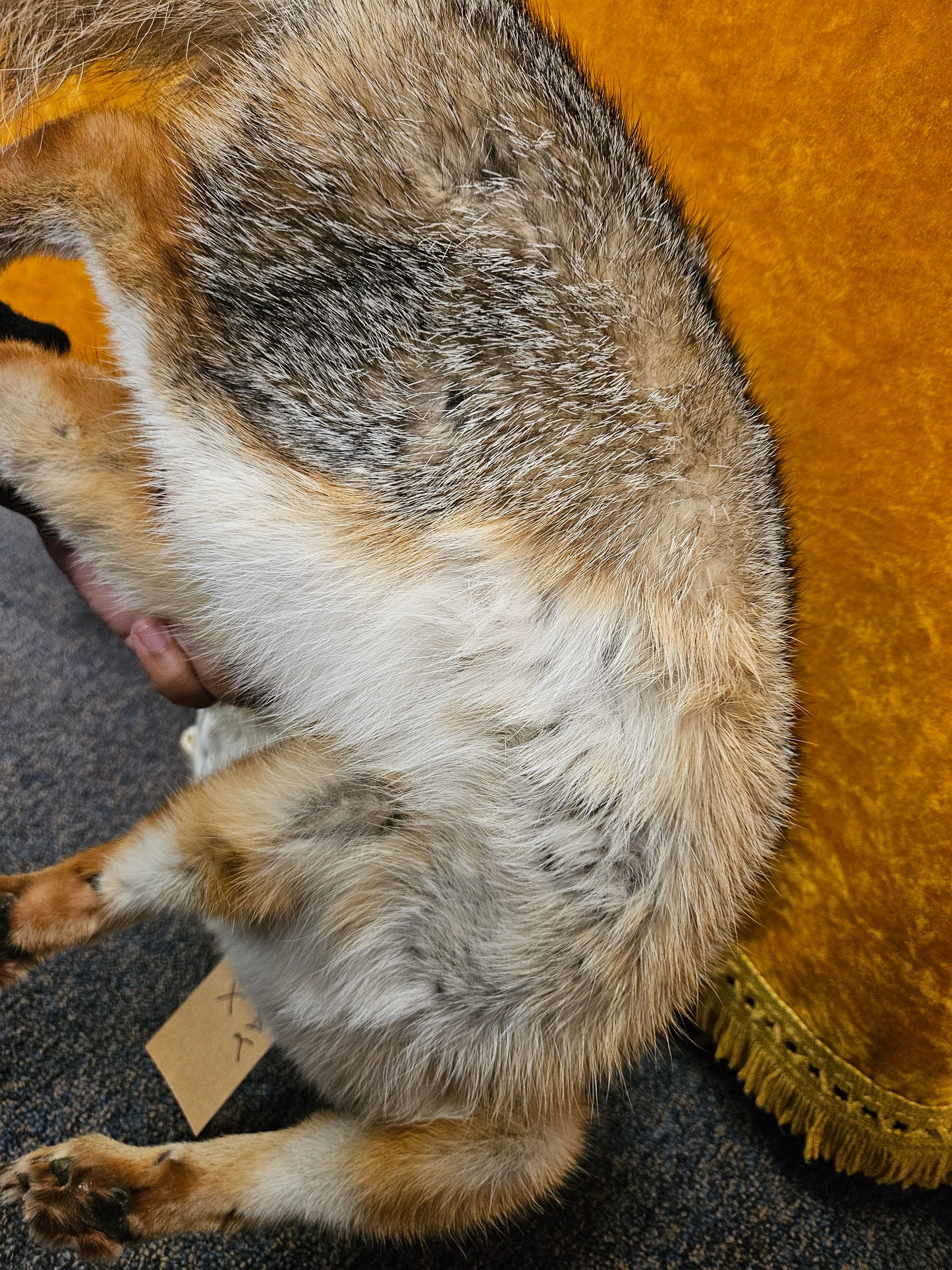 Taxidermy  Gray Fox laying