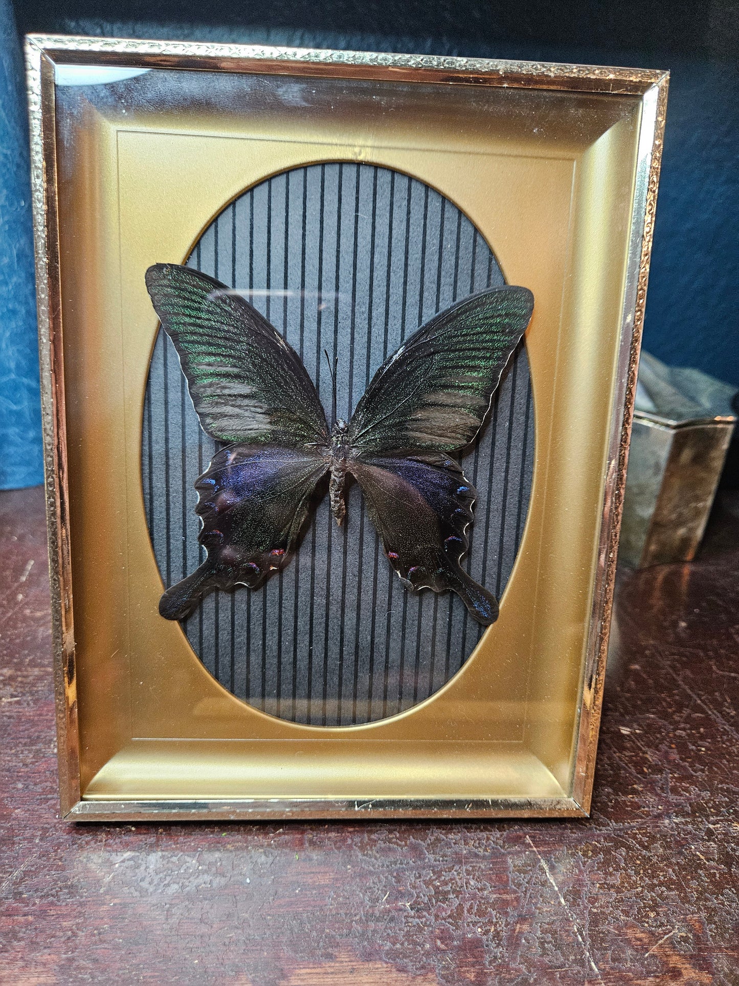 Black stripes vintage butterfly frame