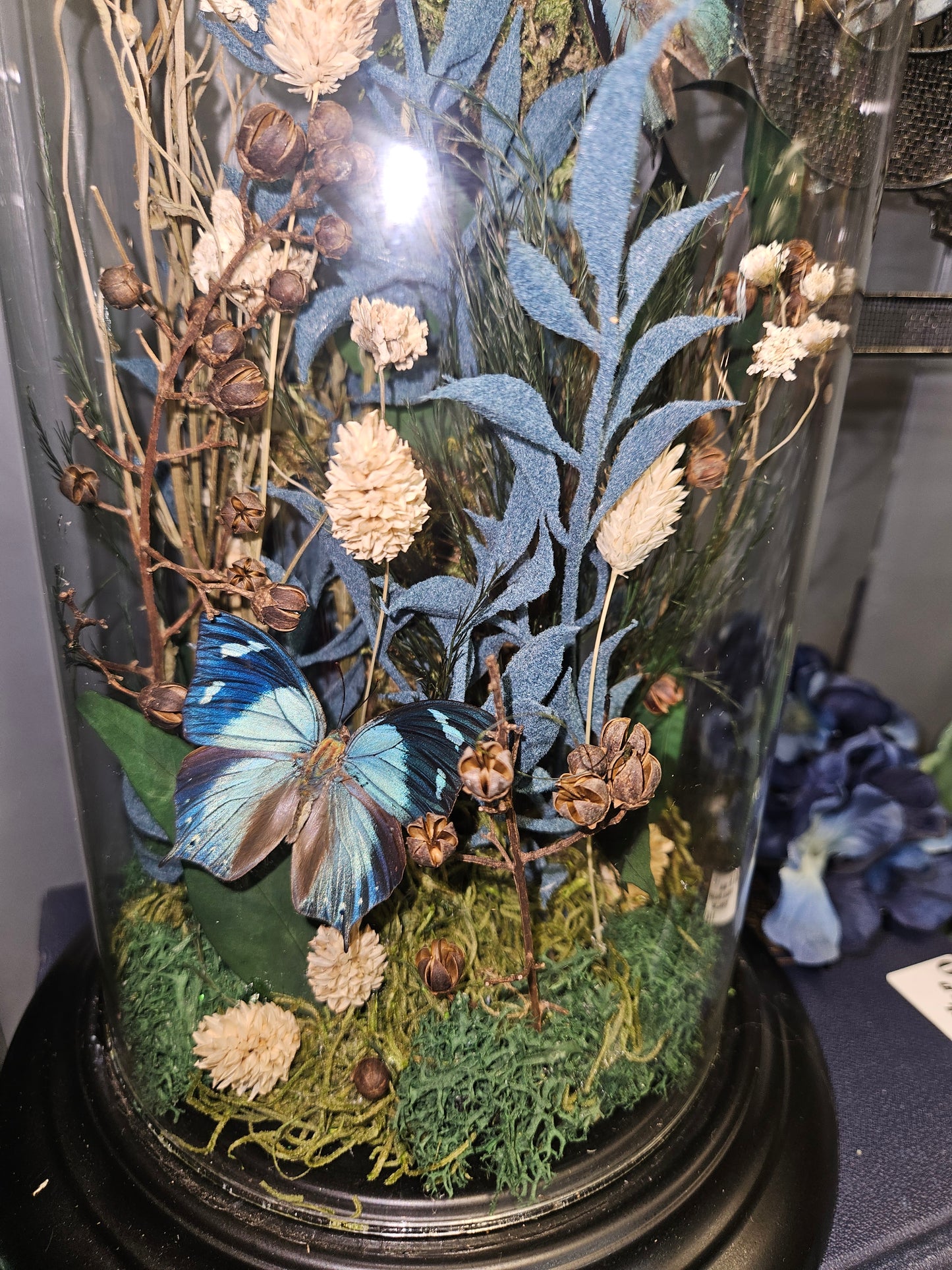 MIDNIGHT GARDEN BUTTERFLY glass cloche