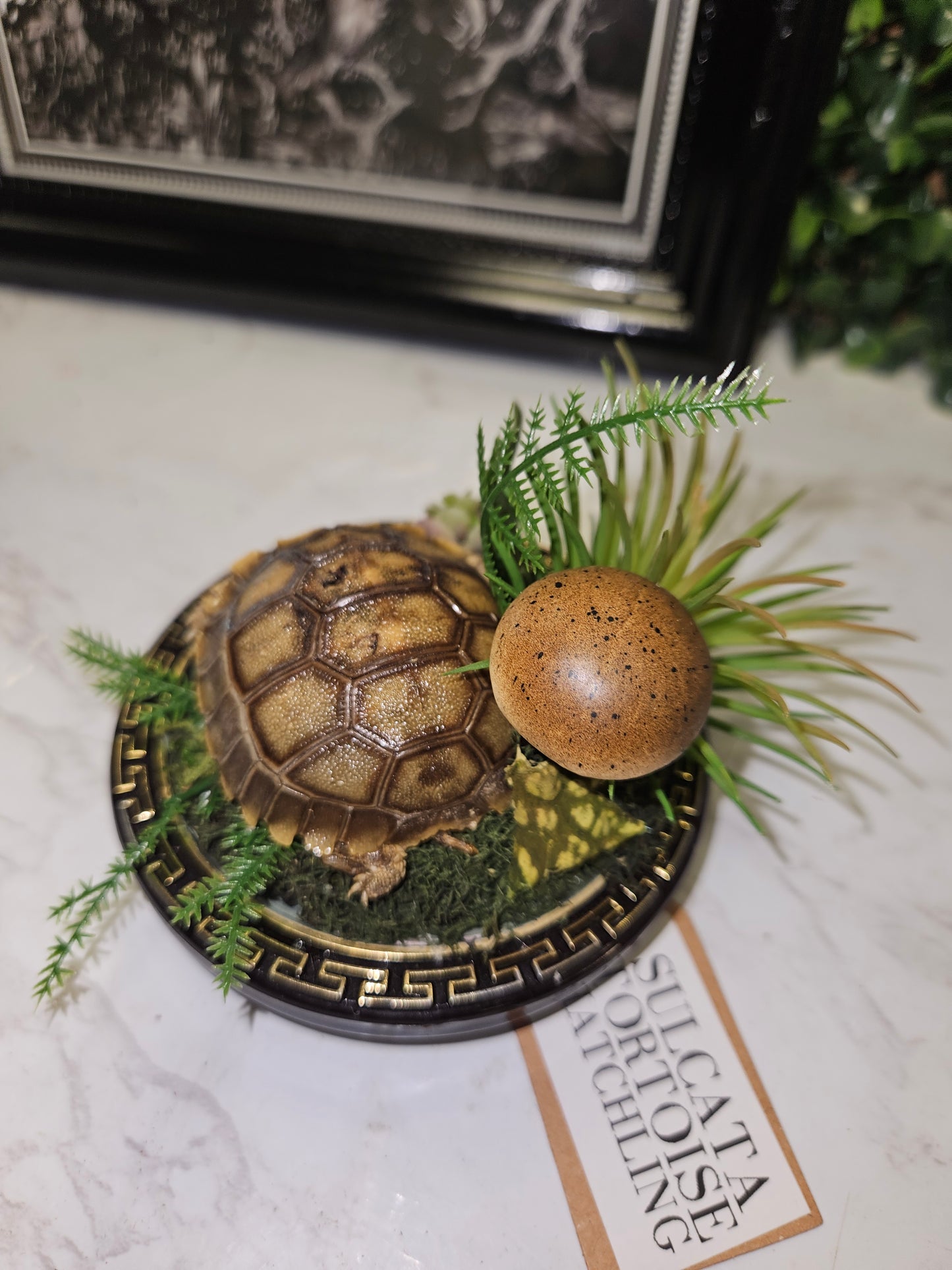 Sulcata tortoise hatchling