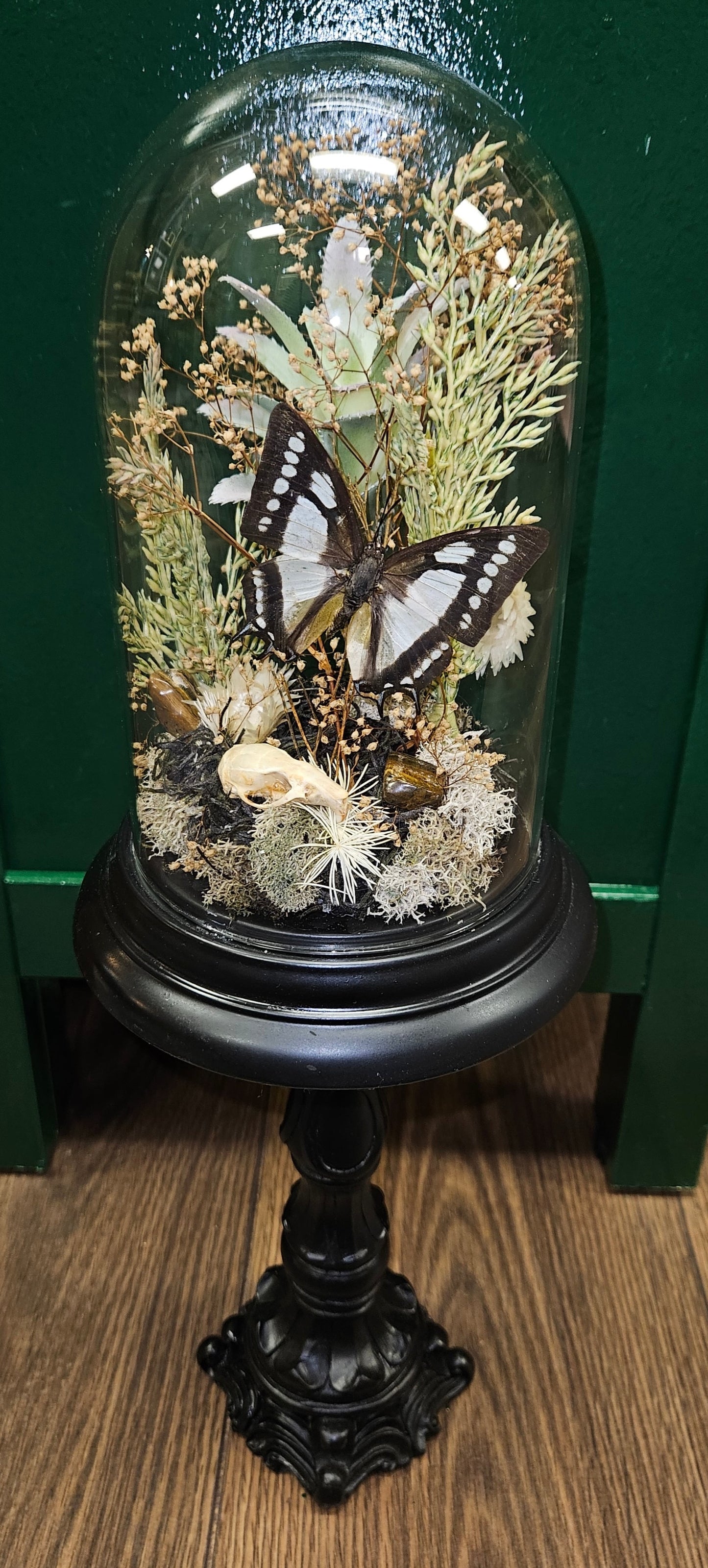 Black Rat skull & butterfly dome