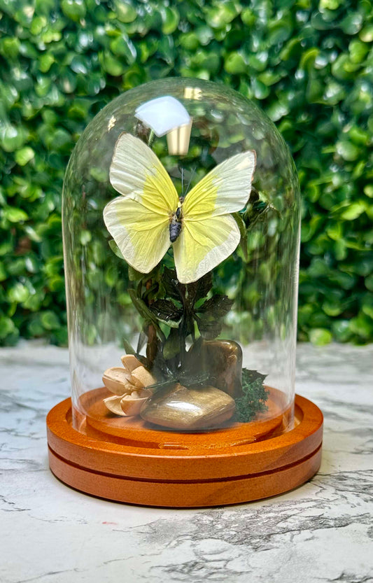 Yellow Simple tigers eye butterfly cloche