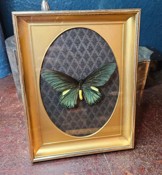 Vintage brass midnight swallowtail green butterfly black