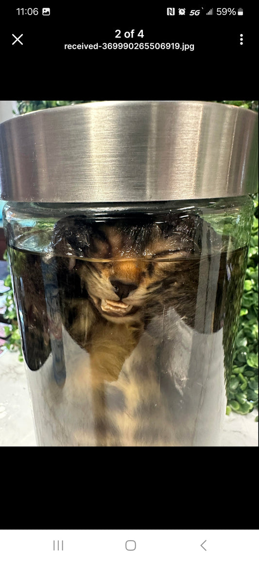 Domestic full body Kitten - cat wet specimen - tiger stripes