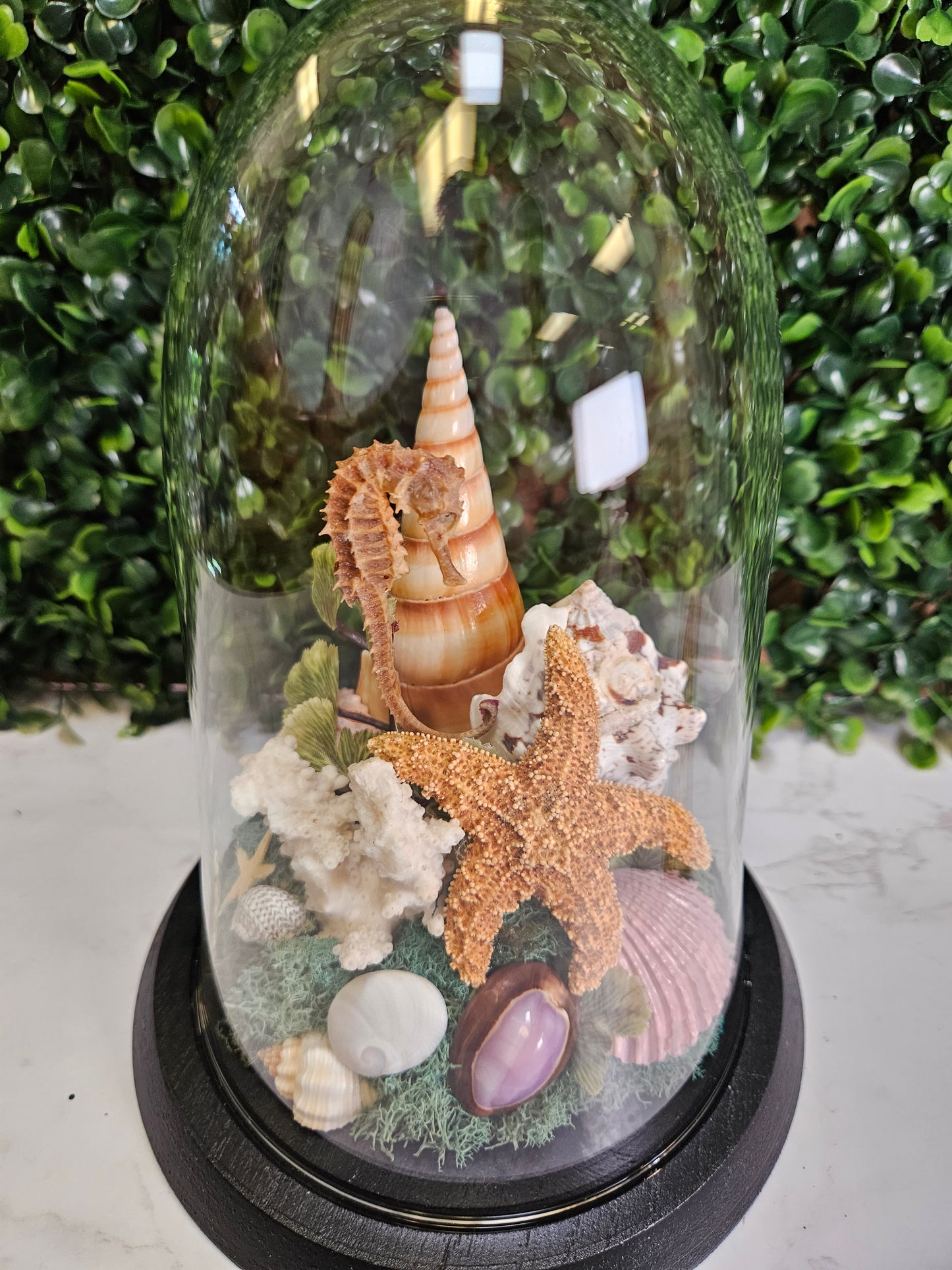 Seashell - starfish blue dome A5