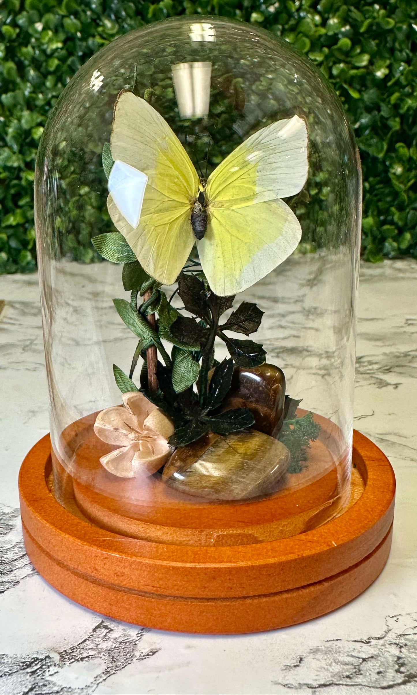 Yellow Simple tigers eye butterfly cloche