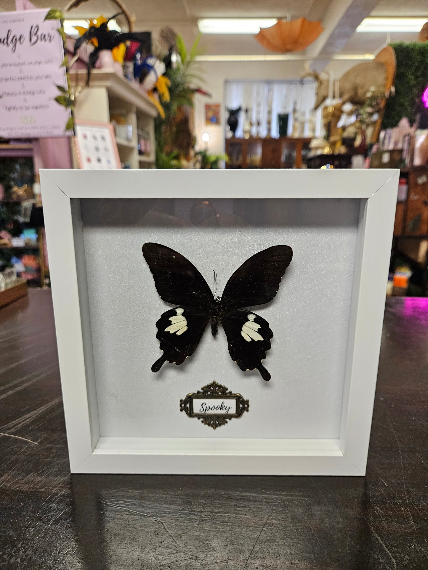 White Spooky framed black and white butterfly