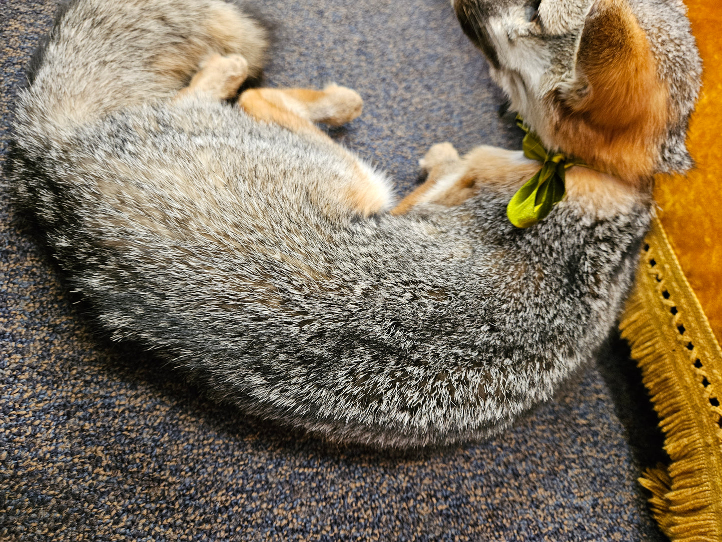 Taxidermy  Gray Fox laying