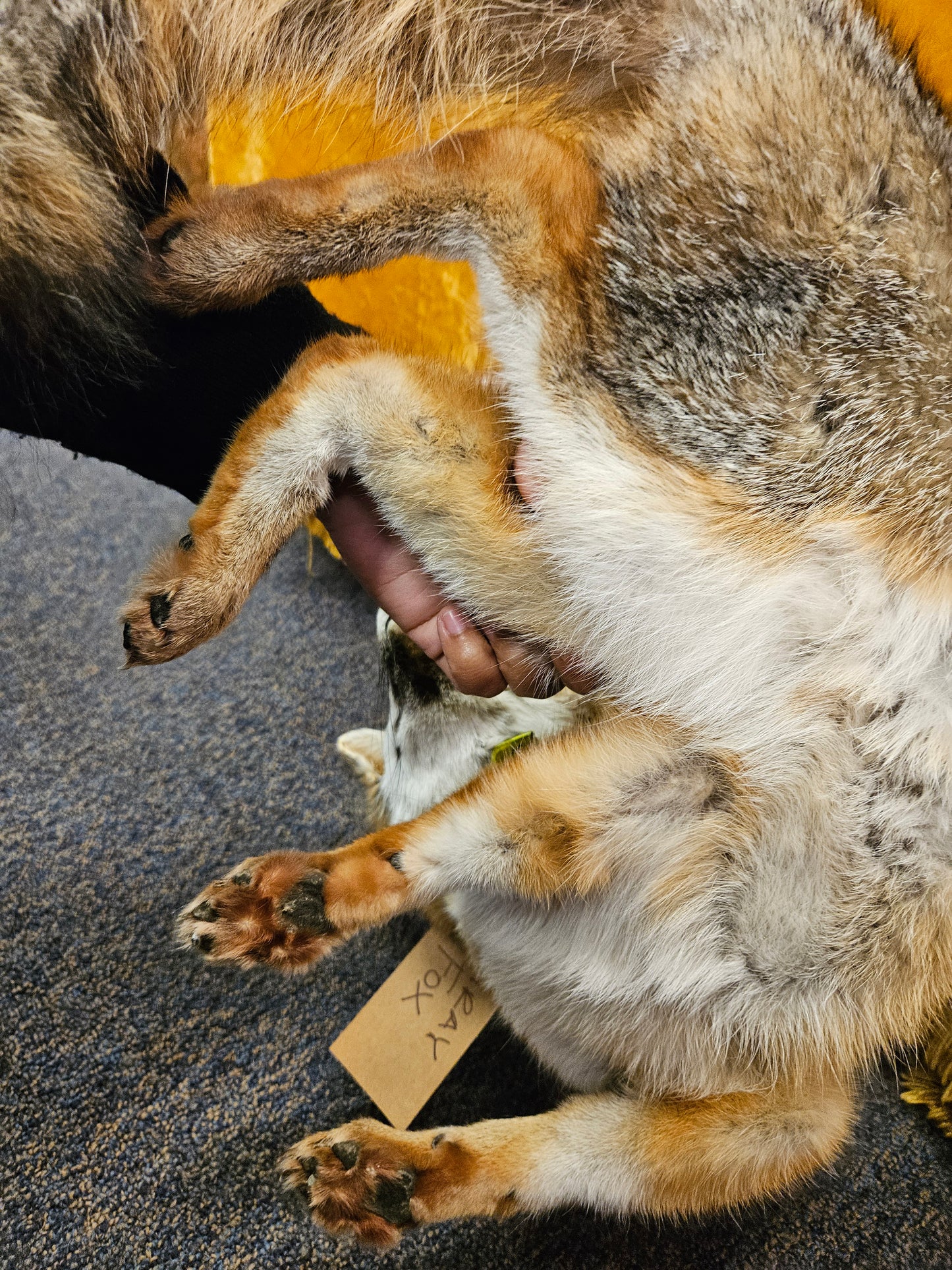 Taxidermy  Gray Fox laying