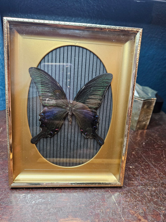 Black stripes vintage butterfly frame