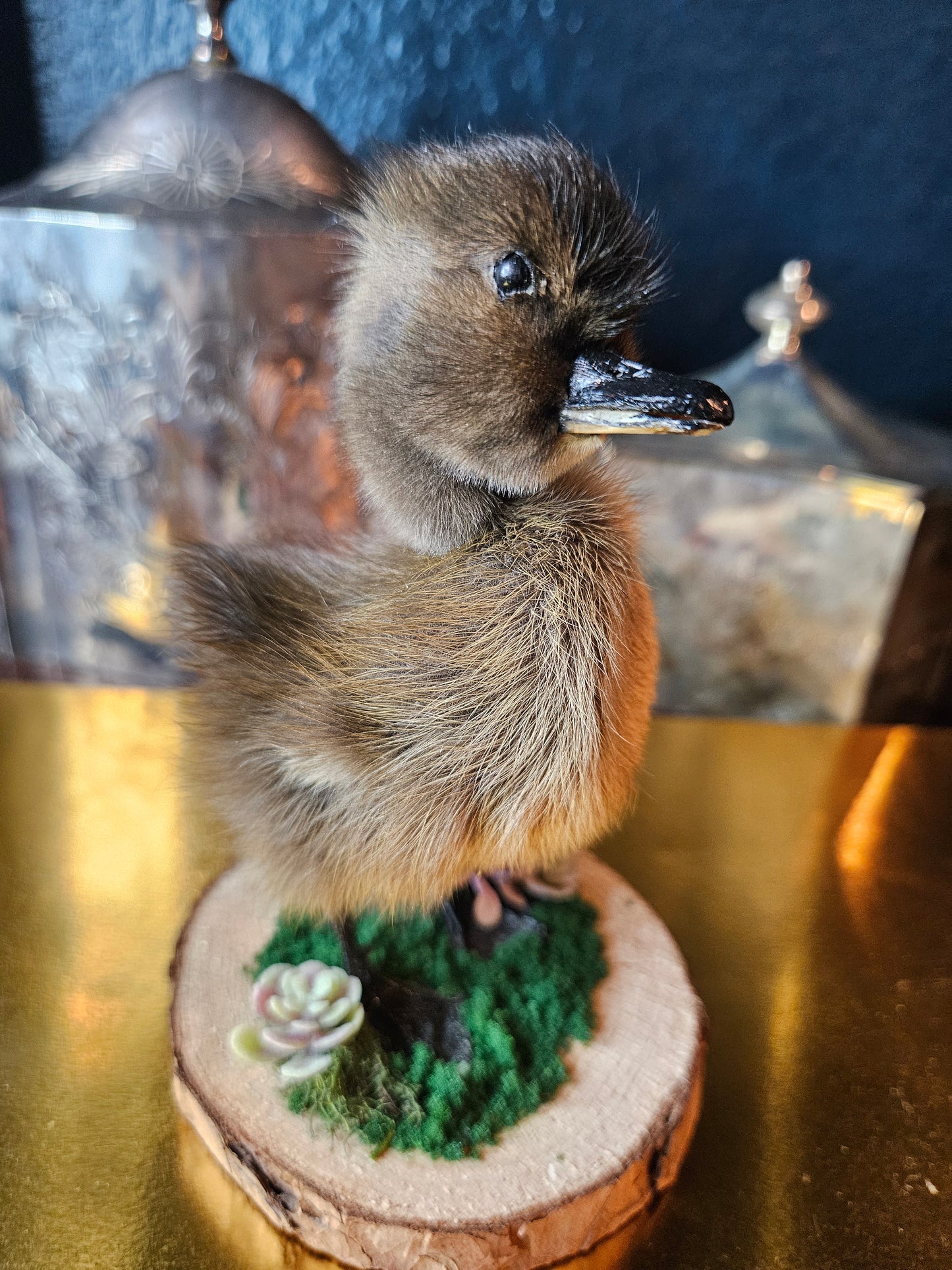 Purple flower taxidermy black duckling