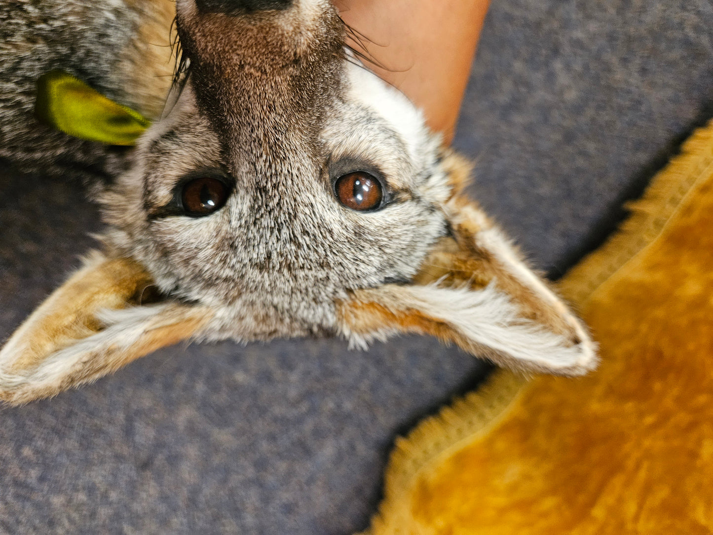 Taxidermy  Gray Fox laying