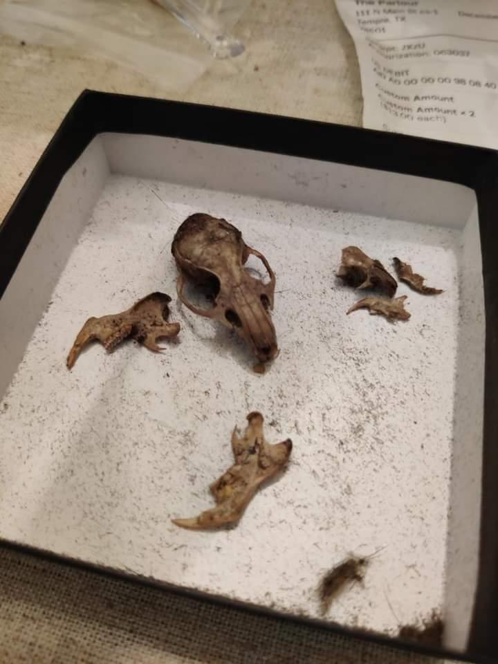 Forbidden nuggets Owl pellet kit