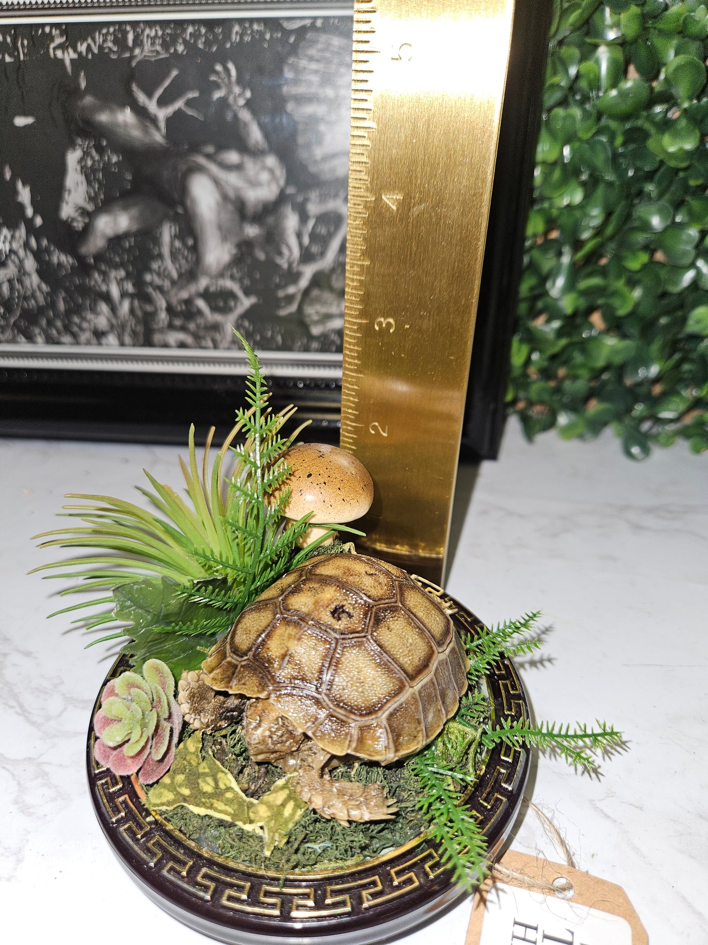 Sulcata tortoise hatchling