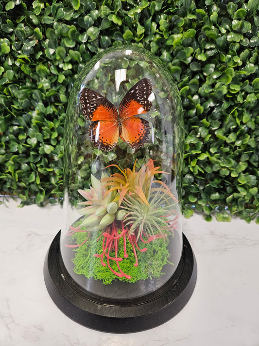 Orange Cethosia butterfly dome A1