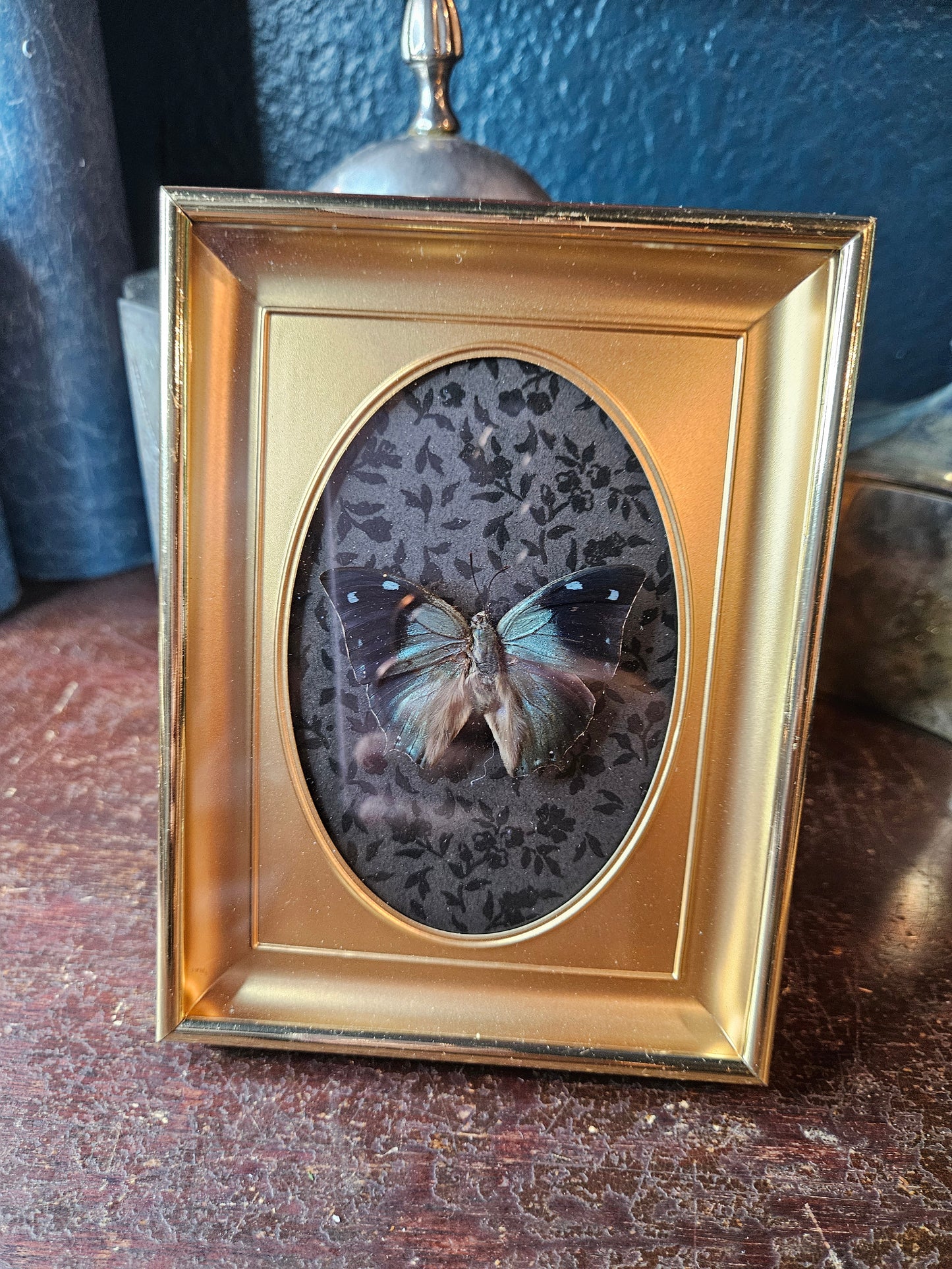 Vintage brass black & blue butterfly frame blue leafwing