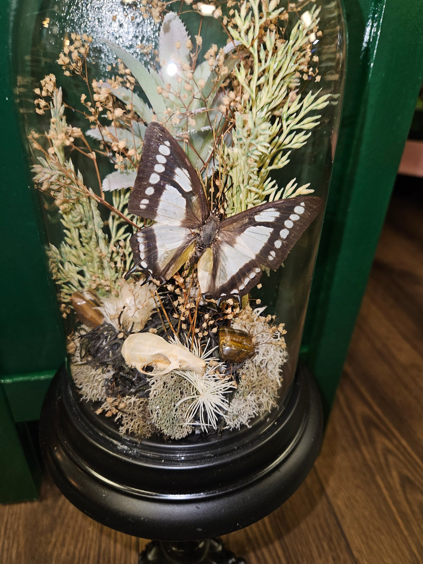 Black Rat skull & butterfly dome