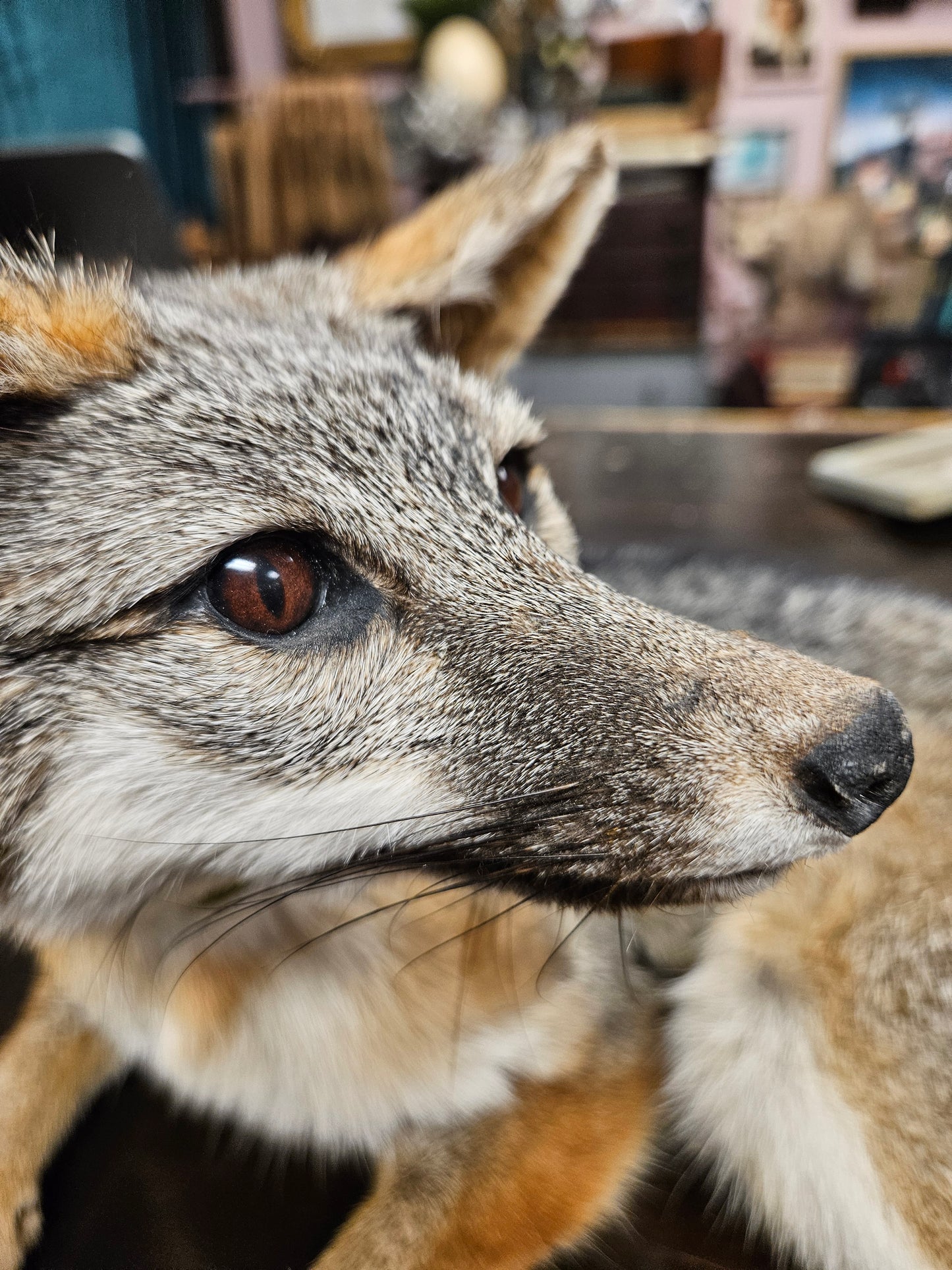 Taxidermy  Gray Fox laying