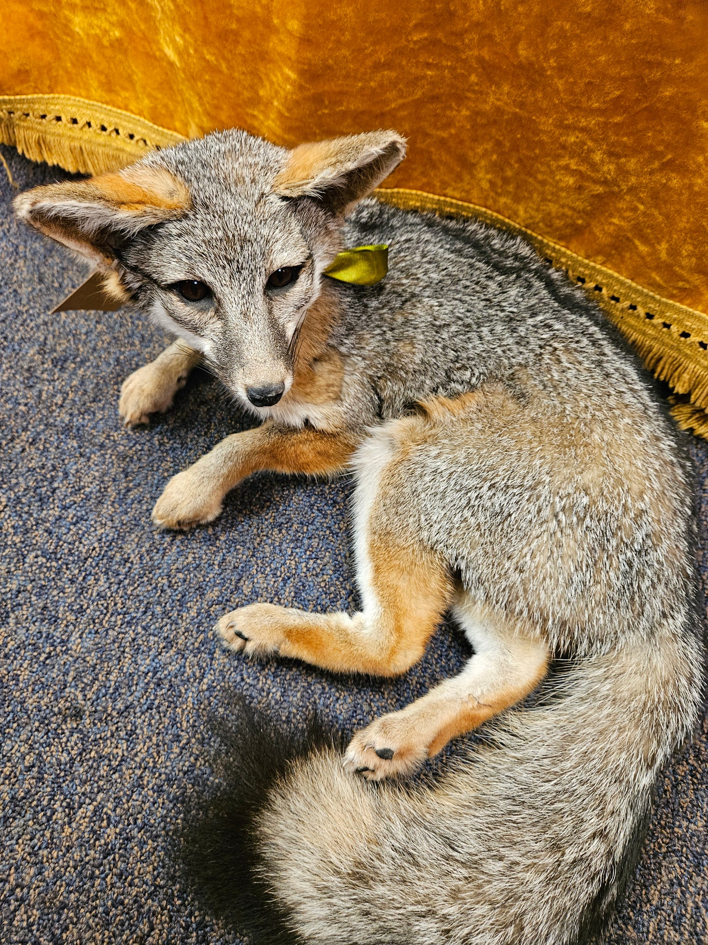 Taxidermy  Gray Fox laying